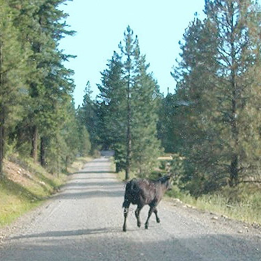 cow on North Fork Teanaway River road, Kittitas County, Washington
