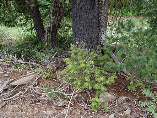 cones of white pine, Pinus monticola, Johnson Creek Trailhead, North Fork Teanaway River, Kittitas County, Washington