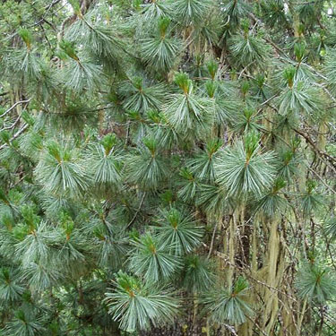 white pine Pinus monticola needles, Johnson Creek Trailhead, North Fork Teanaway River, Kittitas County, Washington