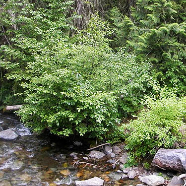 river bank habitat, Johnson Creek Trailhead, North Fork Teanaway River, Kittitas County, Washington