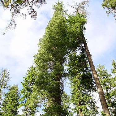 tall white pine trees, Johnson Creek Trailhead, North Fork Teanaway River, Kittitas County, Washington