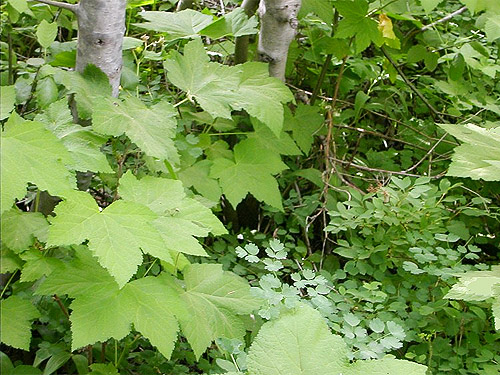 lush understory foliage, Johnson Creek Trailhead, North Fork Teanaway River, Kittitas County, Washington