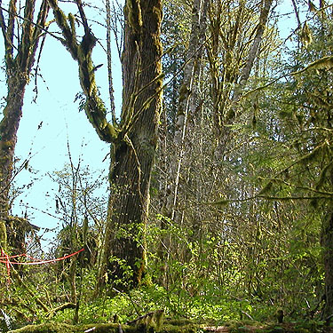 big maple at clearcut edge, Alger-Silver Creek segment of Pacific NW Trail, Skagit County, Washington
