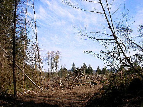 new clearcut adjacent to Alger-Silver Creek segment of Pacific NW Trail, Skagit County, Washington