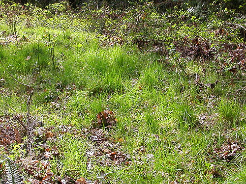 grass beside Silver Creek on Alger-Cain Lake Road, Skagit County, Washington