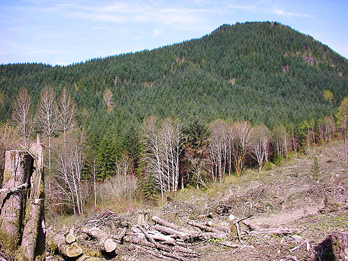 view from hill in fresh clearcut, Alger-Silver Creek segment of Pacific NW Trail, Skagit County, Washington