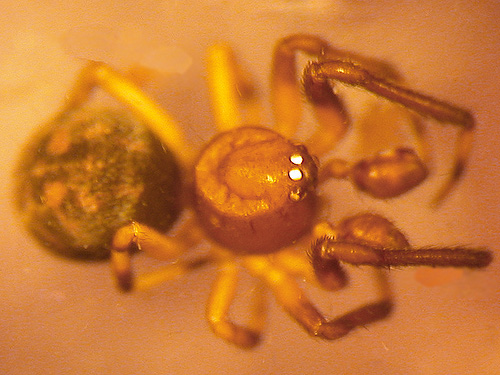 Dipoena lana cobweb weaver spider male from Silver Creek on Alger-Cain Lake Road, Skagit County, Washington