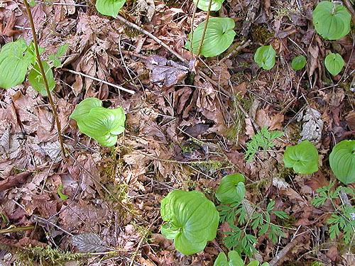 maple leaf litter, Alger-Silver Creek segment of Pacific NW Trail, Skagit County, Washington