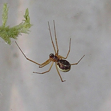 Microlinyphia dana sheetweb spider Linyphiidae, Silver Creek at Alger-Cain Lake Road, Skagit County, Washington