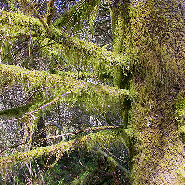 moss on tree, Alger-Silver Creek segment of Pacific NW Trail, Skagit County, Washington