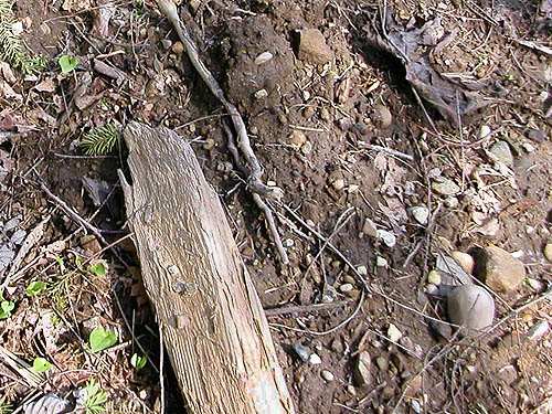 mud & dead wood in clearcut, Alger-Silver Creek segment of Pacific NW Trail, Skagit County, Washington