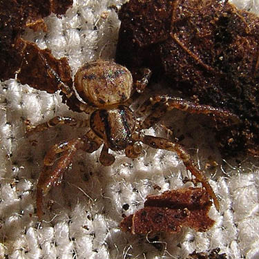 juvenile Ozyptila crab spider from leaf litter, Alger-Silver Creek segment of Pacific NW Trail, Skagit County, Washington
