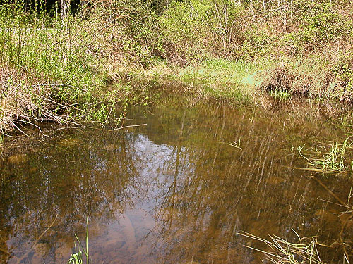 pond beside trail, Alger-Silver Creek segment of Pacific NW Trail, Skagit County, Washington