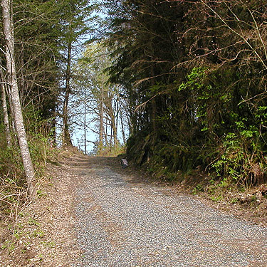 side road to clearcut from Alger-Silver Creek segment of Pacific NW Trail, Skagit County, Washington