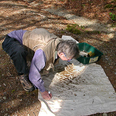 Laurel Ramseyer sifting moss, Alger-Silver Creek segment of Pacific NW Trail, Skagit County, Washington