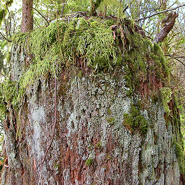 remnant old stump, Alger-Silver Creek segment of Pacific NW Trail, Skagit County, Washington