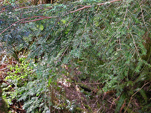 trailside Douglas-fir foliage, Alger-Silver Creek segment of Pacific NW Trail, Skagit County, Washington