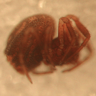 female anapid spider Gertschanapis shantzi from Allen Canyon Natural Area, near La Center, Clark County, Washington