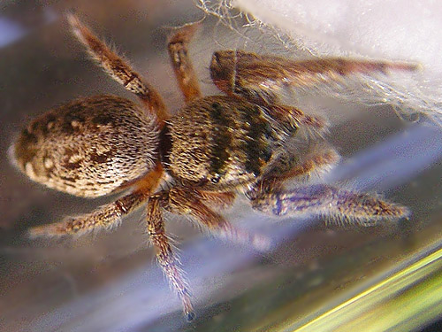 jumping spider Salticidae Eris militaris from Allen Canyon Natural Area, near La Center, Clark County, Washington