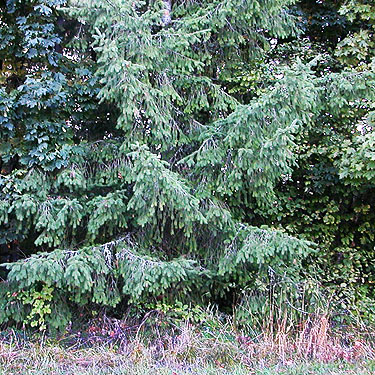 fir foliage at edge of big field, Allen Canyon Natural Area, near La Center, Clark County, Washington