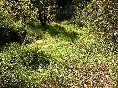 riparian meadow in Allen Canyon Natural Area, near La Center, Clark County, Washington