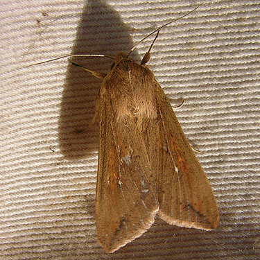 noctuid moth from shore of Mud Lake, Allen Canyon Natural Area, near La Center, Clark County, Washington