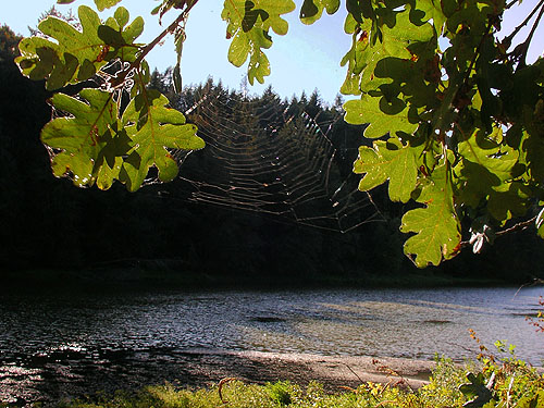 orb web of Metellina segmentata in oak tree, Allen Canyon Natural Area, near La Center, Clark County, Washington