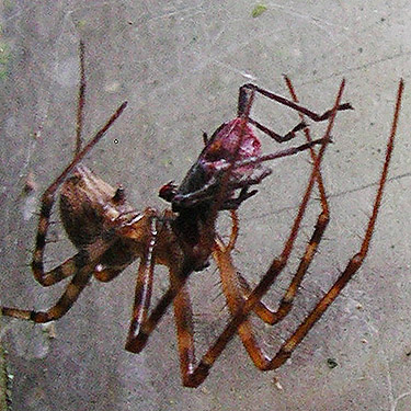 female spider Pimoa altioculata with prey, Allen Canyon Natural Area, near La Center, Clark County, Washington