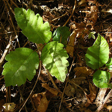 poison oak Rhus diversiloba, Allen Canyon Natural Area, near La Center, Clark County, Washington