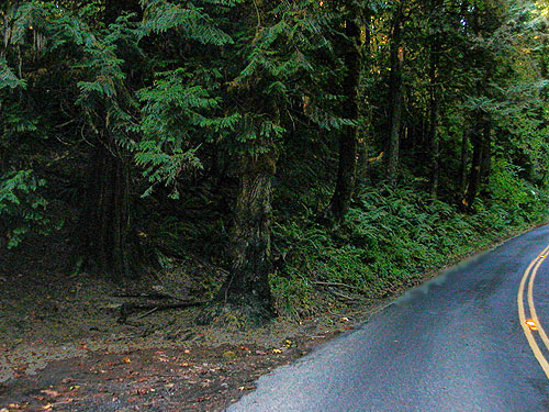 roadside forest, Allen Canyon Natural Area, near La Center, Clark County, Washington