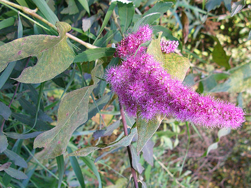 Spiraea douglasii flowers, Allen Canyon Natural Area, near La Center, Clark County, Washington