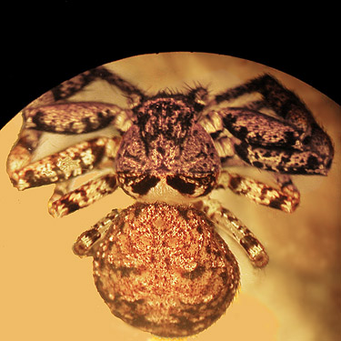 Bassaniana utahensis female crab spider, Skagit River 3.5 miles E of Rockport, Washington