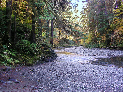 Bacon Creek bed and vegetated bluff, intersection of Bacon Creek and Bacon Point roads, NE of Marblemount, Skagit County, Washington