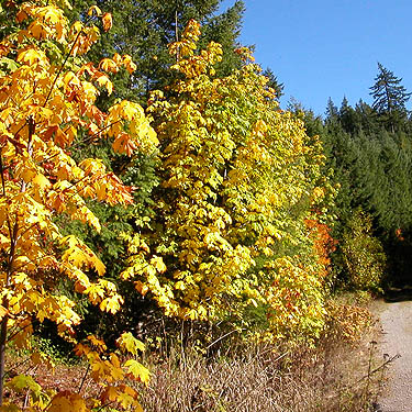 fall color at intersection of Bacon Creek and Bacon Point roads, NE of Marblemount, Skagit County, Washington