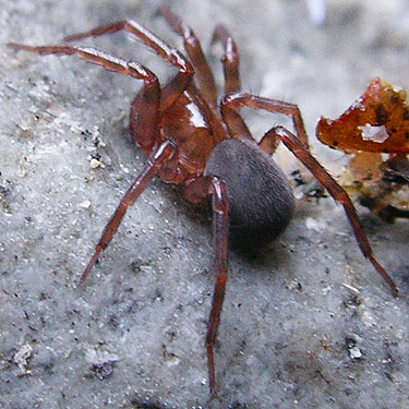 juvenile Cybaeus spider under stone, intersection of Bacon Creek and Bacon Point roads, NE of Marblemount, Skagit County, Washington
