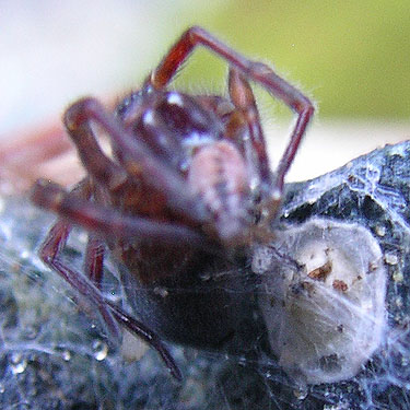amaurobiid spider Cybaeopsis macarius with egg sac under stone, intersection of Bacon Creek and Bacon Point roads, NE of Marblemount, Skagit County, Washington