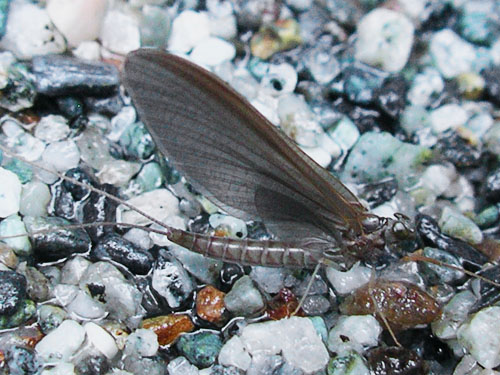 mayfly on stream bank sand, intersection of Bacon Creek and Bacon Point roads, NE of Marblemount, Skagit County, Washington