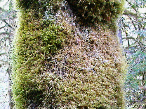 moss on maple trunk, intersection of Bacon Creek and Bacon Point roads, NE of Marblemount, Skagit County, Washington