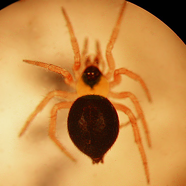 juvenile mystery spider, intersection of Bacon Creek and Bacon Point roads, NE of Marblemount, Skagit County, Washington
