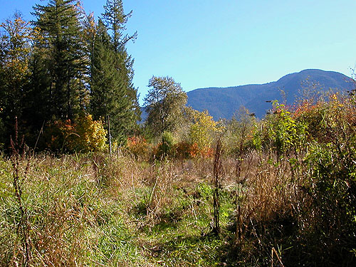 field and forest above Highway 20, Skagit River 3.5 miles E of Rockport, Washington