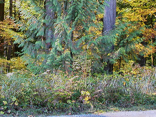 roadside verge foliage, intersection of Bacon Creek and Bacon Point roads, NE of Marblemount, Skagit County, Washington