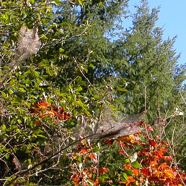 fall webworm nests, intersection of Bacon Creek and Bacon Point roads, NE of Marblemount, Skagit County, Washington