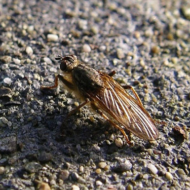 march fly Bibionidae on a tombstone, Bay View Cemetery, Skagit County, Washington