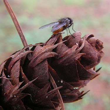 fly on a Douglas-fir cone, Bay View Cemetery, Skagit County, Washington