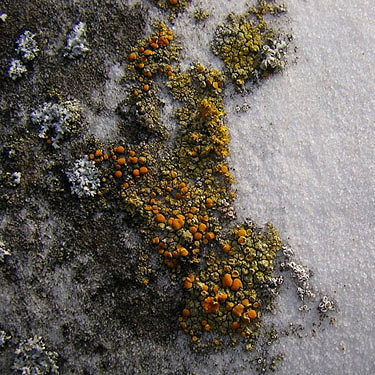 lichen on tombstone, Bay View Cemetery, Skagit County, Washington