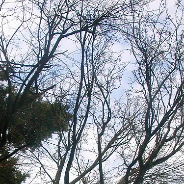 leafless bigleaf maple tree, Bay View Cemetery, Skagit County, Washington