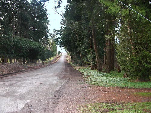 woods-lined road to Bay View Cemetery, Skagit County, Washington