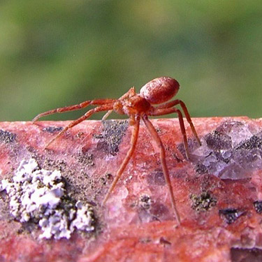 Philodromus rufus crab spider in ballooning position on a tombstone, Bay View Cemetery, Skagit County, Washington