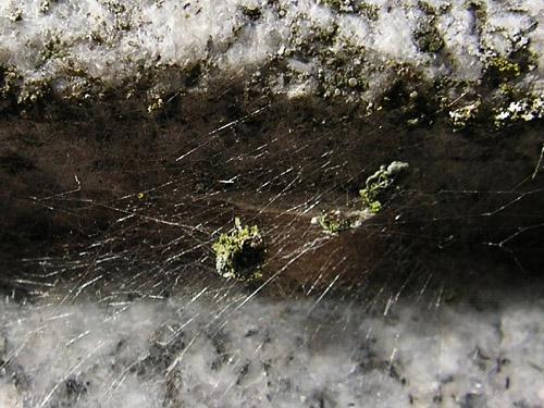 Theridiidae spider cobweb on a tombstone, Bay View Cemetery, Skagit County, Washington