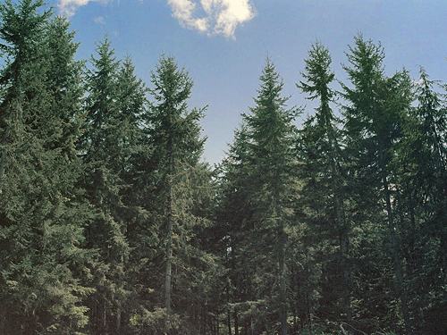 coniferous forest, proposed Buckley-Bonney Lake Park, Pierce County, Washington